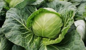 Капуста Беатрикс F1 2500 семян. (Joeun Seeds)s