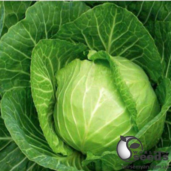 Капуста Хом Ран F1 2500 семян. (Joeun Seeds) Капуста Хом Ран F1 2500 семян. (Joeun Seeds)