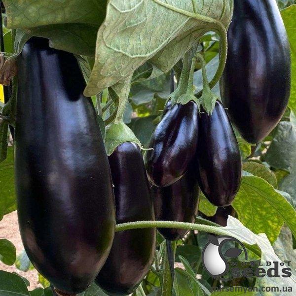 Баклажаны Визирь F1, 500 семян. (Yuksel Seeds) Баклажаны Визирь F1, 500 семян. (Yuksel Seeds)