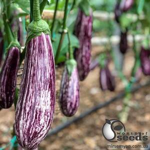 Баклажаны Зебрино F1, 500 семян. (Yuksel Seeds) Баклажаны Зебрино F1, 500 семян. (Yuksel Seeds)