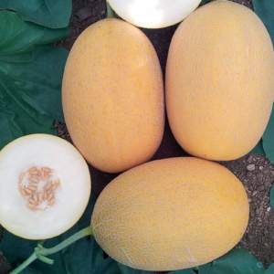 Дыня Локум F1 1000 семян. (Yuksel Seeds)