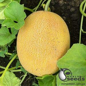 Дыня Радмила F1 1000 семян. (Yuksel Seeds) Дыня Радмила F1 1000 семян. (Yuksel Seeds)