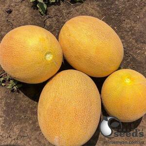 Дыня Радмила F1 1000 семян. (Yuksel Seeds) Дыня Радмила F1 1000 семян. (Yuksel Seeds)