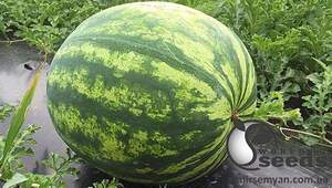 Арбуз Биант F1 1000 семян. (Yuksel Seeds) Арбуз Биант F1 1000 семян. (Yuksel Seeds)