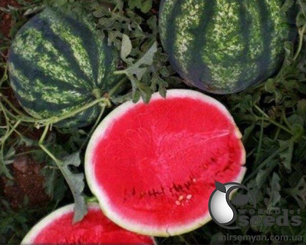 Арбуз Биант F1 1000 семян. (Yuksel Seeds) Арбуз Биант F1 1000 семян. (Yuksel Seeds)