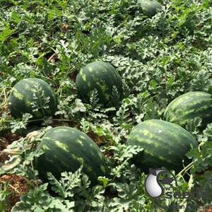 Арбуз Хилон (Уста) F1 1000 семян. (Yuksel Seeds) Арбуз Хилон (Уста) F1 1000 семян. (Yuksel Seeds)