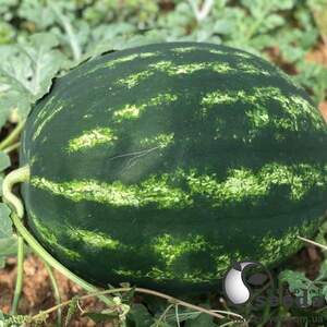 Арбуз Хилон (Уста) F1 1000 семян. (Yuksel Seeds) Арбуз Хилон (Уста) F1 1000 семян. (Yuksel Seeds)