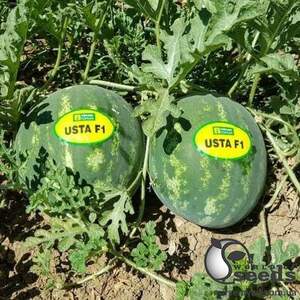 Арбуз Хилон (Уста) F1 1000 семян. (Yuksel Seeds) Арбуз Хилон (Уста) F1 1000 семян. (Yuksel Seeds)