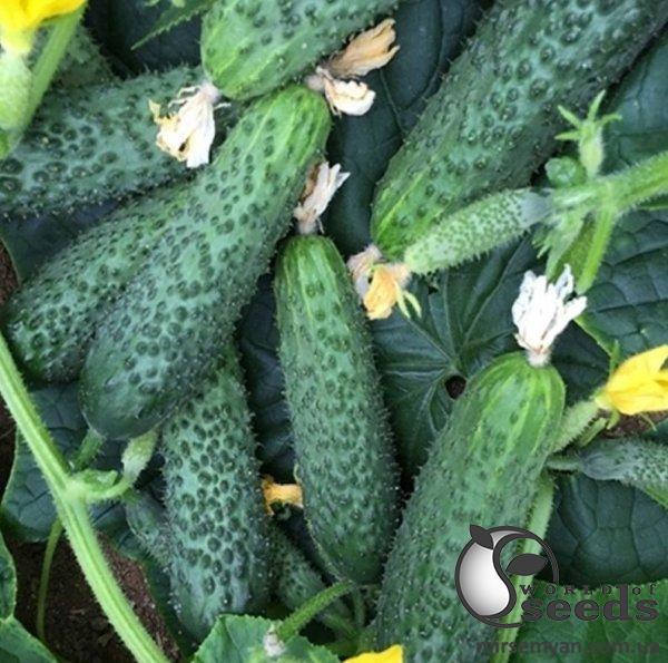 Огурец 152-175 F1 500 семян. (Yuksel Seeds) Огурец 152-175 F1 500 семян. (Yuksel Seeds)