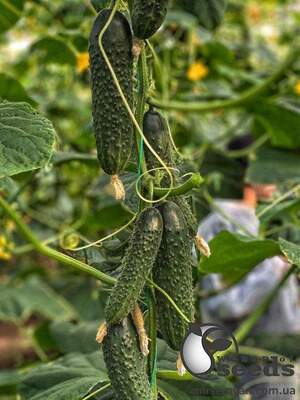 Огурец Баде F1 500 семян. (Yuksel Seeds) Огурец Баде F1 500 семян. (Yuksel Seeds)