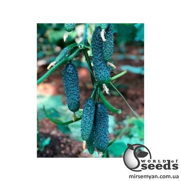 Огурец Милисимо F1 500 семян. (Yuksel Seeds) Огурец Милисимо F1 500 семян. (Yuksel Seeds)