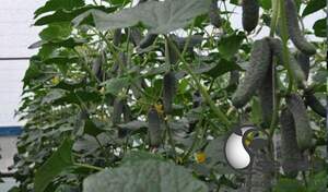 Огурец Сертел F1 2500 семян. (Yuksel Seeds)