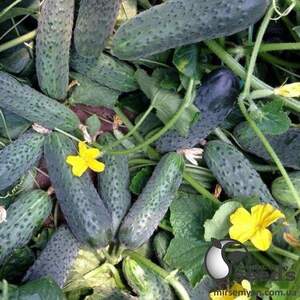 Огурец Сертел F1 2500 семян. (Yuksel Seeds)