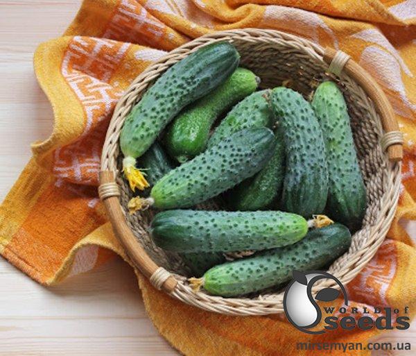 Огурец Сертел F1 2500 семян. (Yuksel Seeds) Огурец Сертел F1 2500 семян. (Yuksel Seeds)