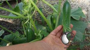 Огурец Супер Бейби F1 500 семян. (Yuksel Seeds)