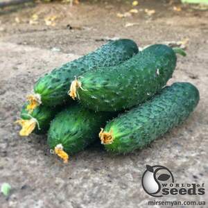 Огурец Титаник F1 500 семян. (Yuksel Seeds)