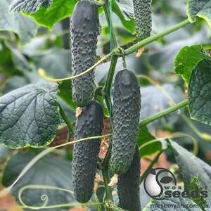 Огурец Титаник F1 500 семян. (Yuksel Seeds)
