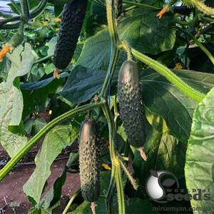 Огурец Титаник F1 500 семян. (Yuksel Seeds)