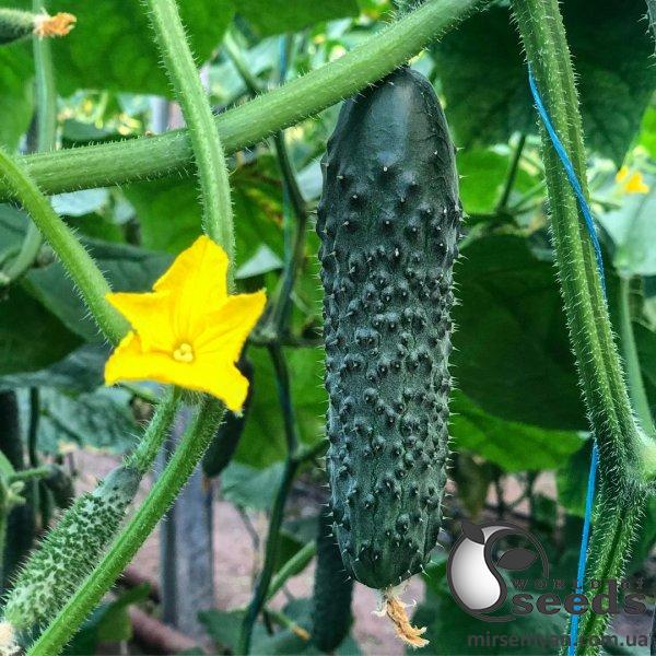 Огурец Титаник F1 500 семян. (Yuksel Seeds) Огурец Титаник F1 500 семян. (Yuksel Seeds)