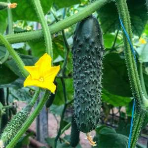 Огурец Титаник F1 500 семян. (Yuksel Seeds)