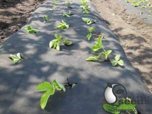 Агроволокно черное 50 г/кв.м (0,8*100 м) Агроволокно черное 50 г/кв.м (0,8*100 м)