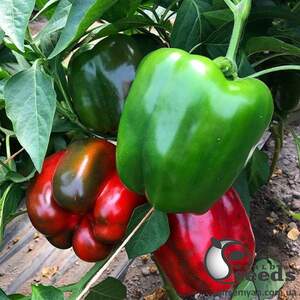 Перец Актер F1 500 семян. (Yuksel Seeds) Перец Актер F1 500 семян. (Yuksel Seeds)
