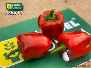 Перец Актер F1 500 семян. (Yuksel Seeds) Перец Актер F1 500 семян. (Yuksel Seeds)