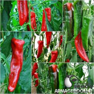 Перец Армагеддон F1 500 семян. (Yuksel Seeds) Перец Армагеддон F1 500 семян. (Yuksel Seeds)
