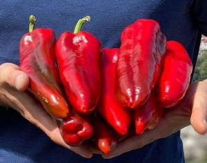 Перец Армагеддон F1 100 семян. (Yuksel Seeds)