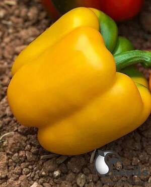 Перец Дениз F1 500 семян. (Yuksel Seeds)