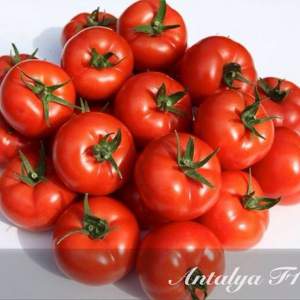 Помидоры Анталия F1 100 семян. (Yuksel Seeds)