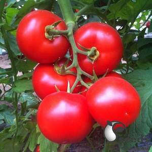 Помидоры Анталия F1 500 семян. (Yuksel Seeds)