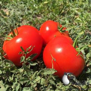 Помидоры Анталия F1 500 семян. (Yuksel Seeds)