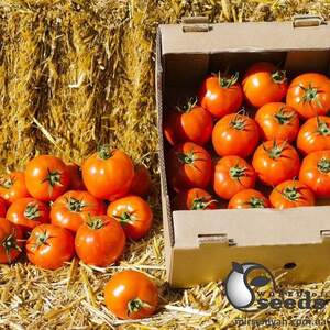 Помидоры Анталия F1 500 семян. (Yuksel Seeds) Помидоры Анталия F1 500 семян. (Yuksel Seeds)