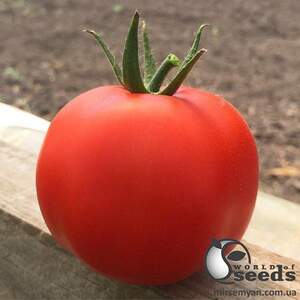 Помидоры Анталия F1 500 семян. (Yuksel Seeds) Помидоры Анталия F1 500 семян. (Yuksel Seeds)