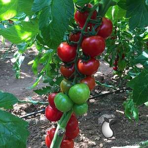 Помидоры Арома F1 100 семян. (Yuksel Seeds)