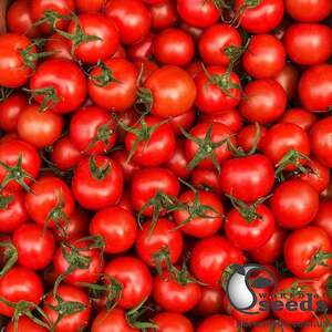 Помидоры Арома F1 100 семян. (Yuksel Seeds)