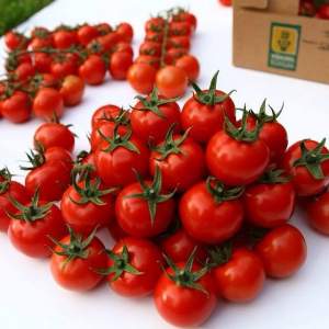 Помидоры Арома F1 100 семян. (Yuksel Seeds)