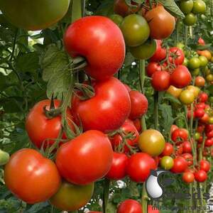 Помидоры Булз F1 500 семян. (Yuksel Seeds) Помидоры Булз F1 500 семян. (Yuksel Seeds)