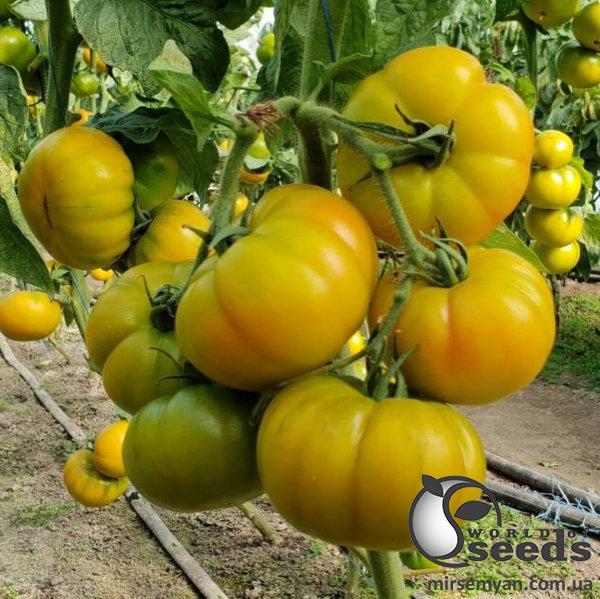 Помидоры Йеллоу Кой F1 500 семян. (Yuksel Seeds) Помидоры Йеллоу Кой F1 500 семян. (Yuksel Seeds)