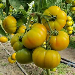 Помидоры Йеллоу Кой F1 500 семян. (Yuksel Seeds)