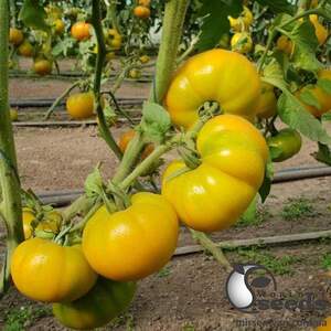 Помидоры Йеллоу Кой F1 100 семян. (Yuksel Seeds)