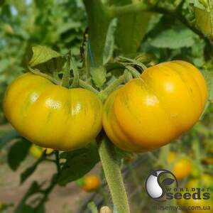Помидоры Йеллоу Кой F1 100 семян. (Yuksel Seeds)