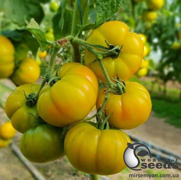 Помидоры Йеллоу Кой F1 100 семян. (Yuksel Seeds) Помидоры Йеллоу Кой F1 100 семян. (Yuksel Seeds)