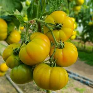 Помидоры Йеллоу Кой F1 100 семян. (Yuksel Seeds)