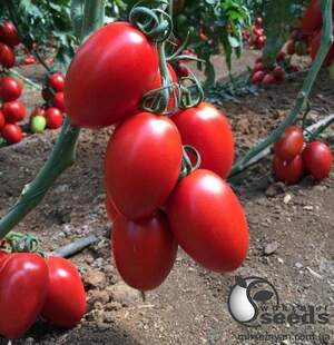 Помидоры Колеос F1 100 семян. (Yuksel Seeds)