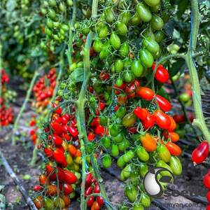 Помидоры Пекбол F1 100 семян. (Yuksel Seeds)