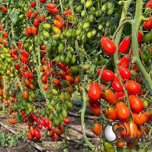 Помидоры Пекбол F1 100 семян. (Yuksel Seeds) Помидоры Пекбол F1 100 семян. (Yuksel Seeds)