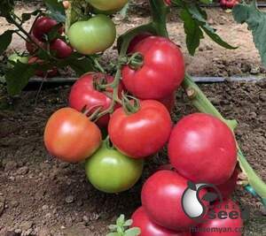 Помидоры Пинк Хит F1 100 семян. (Yuksel Seeds)