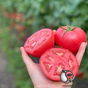 Помидоры Пинк Хит F1 100 семян. (Yuksel Seeds) Помидоры Пинк Хит F1 100 семян. (Yuksel Seeds)